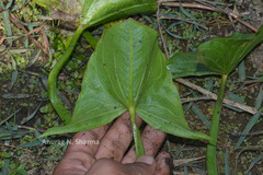 Limnophyton obtusifolium